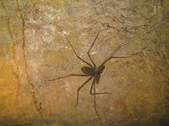 Whip spider.