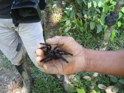 Wildlife is everywhere in Ecuador, including this tarantula shell that was molted by the spider as part of its growth process.  A guide holds the spider, which is being filmed for a documentary on Ecuador's public TV channel.