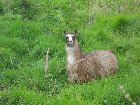 A llama grazing along the roadside outside of Quito.