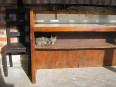 Cat at the odd farmhouse/guesthouse where we stayed for the second night, near Rumipamba.