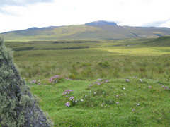 High alpine steppe.