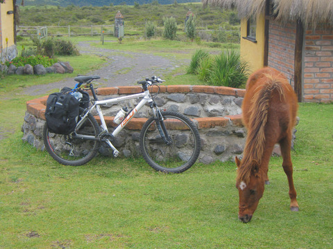 Working animals are part of the scenery in Ecuador, such as this horse grazing next to one of our bikes.