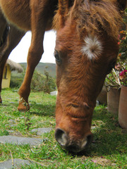 The horse of the Chilcabamba courtyard.