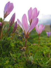 High alpine flowers.  All small, all beautiful.