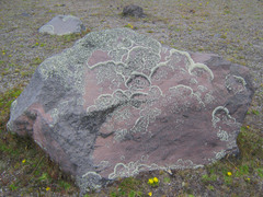 Fungae and algae, hanging out on a rock together.