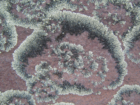 Lichens, close up.