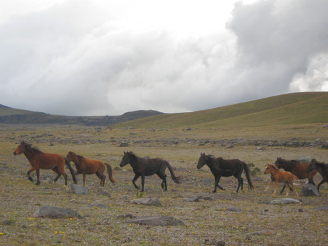 Wild horses running in Cotopaxi National Park.
