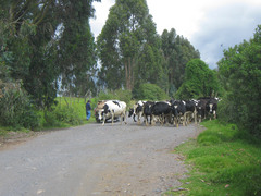 Bovine roadblock.