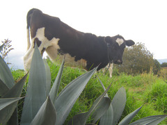 Moo.