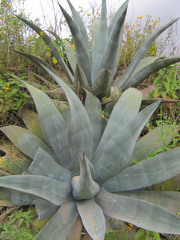 This is where your tequila comes from.