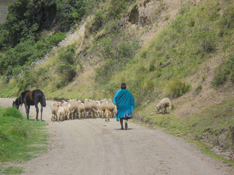 More shepherding.