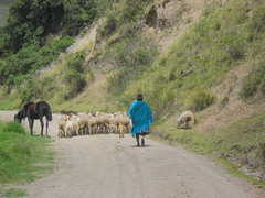 More shepherding.