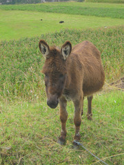 The Ecuadorian countryside is seriously like walking through a  children's book on farm animals. All over the place.