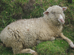 Baaaaaaa.