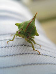 Any entomologists in the crowd who can identify this?