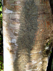 Social caterpillars on a rafting trip near Tena.