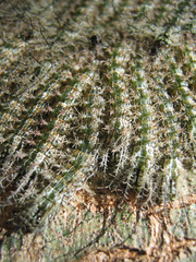 Caterpillars.