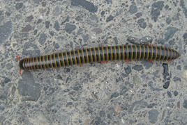 Millipede.