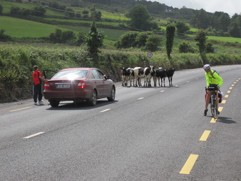 Cows in the Road, Cty. Kilkenny.