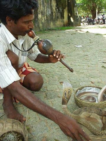 Snake charmer pulling out the cobras in Fort Cochin.