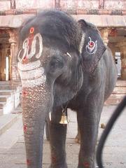 The elephant of the Virupaksha temple.