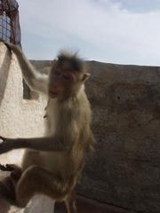 Monkey at the Hanuman temple near Hampi.