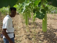 Hari with zucchini-like vegetables hanging from trellises.