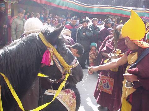 Ladakhi monk blessing animals at the 2003 Spituk festival.