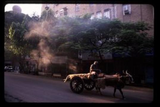 Man driving an oxcart through the early morning streets of Mumbai.