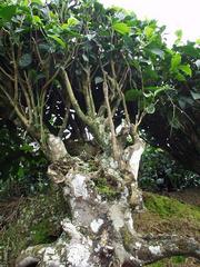 Old tea plant, Munnar.