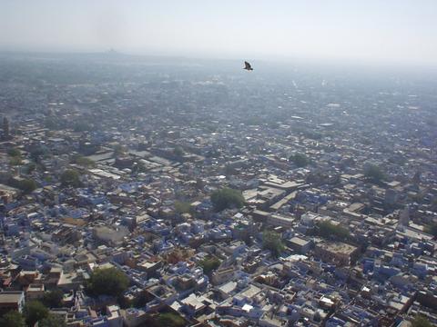 Hawk soaring over the blue city of Jodhpur.