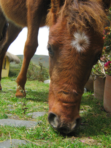 The horse of the Chilcabamba courtyard.