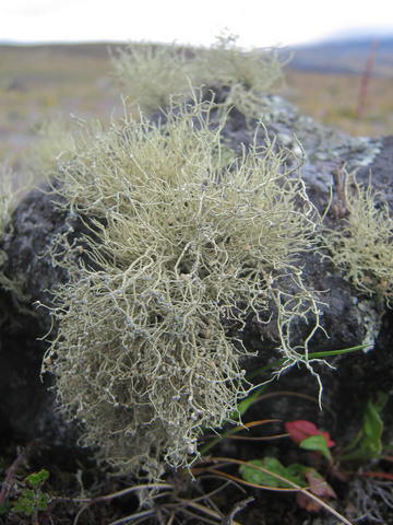 Mountain moss.