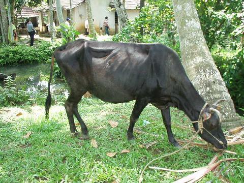 Cow on in backwater village, Kerala.