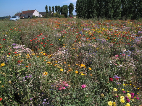 Field of wildflowers outside of Boise.