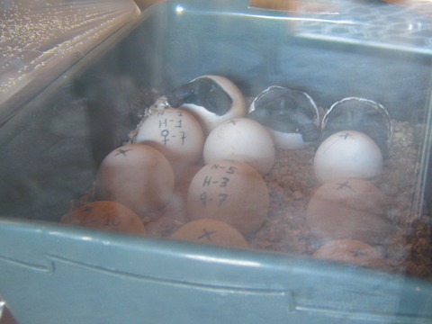 Display of collected, marked Galapagos tortoise eggs. 