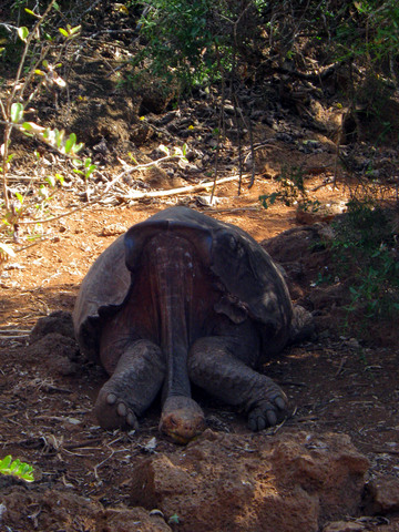 Galapagos tortoise (comatose).