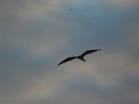 More frigatebirds, which spend most of their lives airborne.