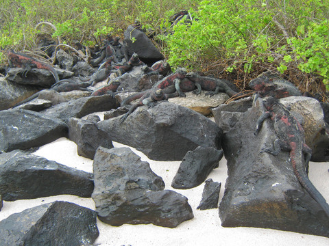 Marine iguanas.