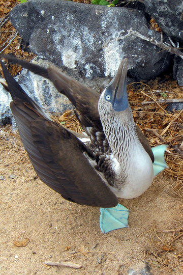 Blue footed booby (mating display).