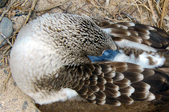 Blue footed booby (napping)