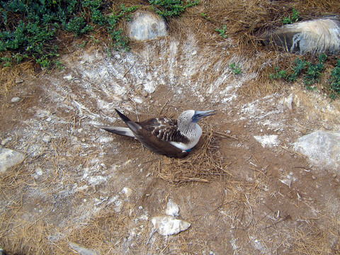 Nesting booby. They poop in a circle and kick it out to mark a do-not-disturb zone.