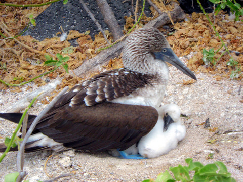 Blue footed booby mamma and fledgling boobies.