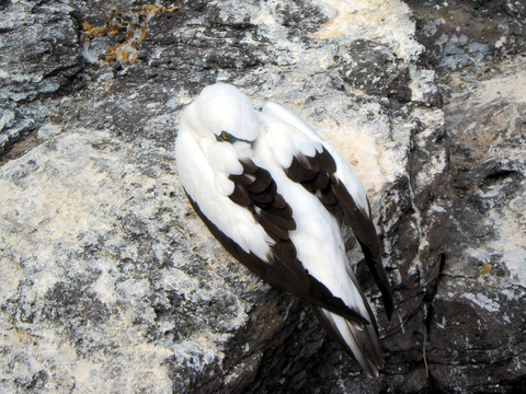 Masked booby (napping).