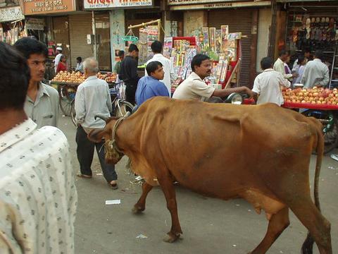 Cow wandering in the Colaba Market.