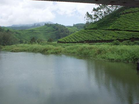 Tea with lake in foreground, Munnar.