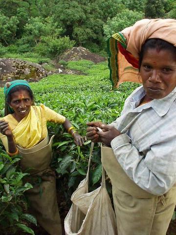 Tea picking ladies, Tata tea plantation, Munnar.