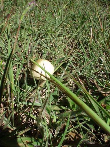 The world-famous magic mushroom.