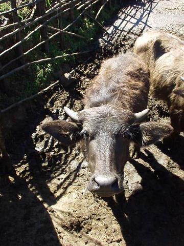 The lifeblood of the Toda: the water buffalo.