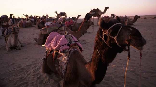 Camels loafing around the Sam Sand Dunes, Rajastan.